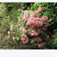 안산식물원의 봄꽃들