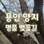 용인 양지 벚꽃 명소 아시아나 CC 벚꽃길, 총신대학교 신학대학원 양지캠퍼스