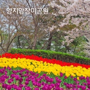 거제 벚꽃 튤립명소 양지암장미공원 걷기좋은 봄여행지