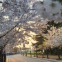 만리포 DT. 벚꽃놀이