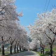 청송소노벨 근처맛집 이번주는 벚꽃뷰