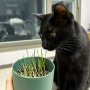 [다이소 찐후기] 고양이가 좋아하는 식물 ‘캣그라스 귀리 씨앗’ 화분키우기 (우주가 환장하는 고양이풀 | 오동통한 캣그라스)