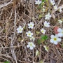 봄맞이꽃 봄마지꽃 봄소식을 알리는 야생화 들꽃 봄의속삭임 동전초