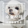 강아지 비장 적출 수술 사례 소개 : 인천 소래동물병원 땅콩이의 비장 종괴 제거, 비장 적출 수술