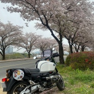 [r1200r xramler(unitgarage)한량] 송해공원으로 떠나는 벚꽃라이딩