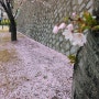 사진첩에서 꺼내 본 벚꽃엔딩이 아쉬운 사진 올려보기