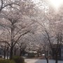 부평다목적체육관 앞 벚꽃터널 & 갈산근린공원 벚꽃길