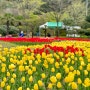 전남 장흥 여행 봄에 가기 좋은 하늘빛수목원 튤립축제