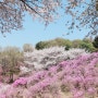 부천 원미산 진달래동산 벚꽃과 함께 실시간 꽃구경 갈만한곳 +주차장