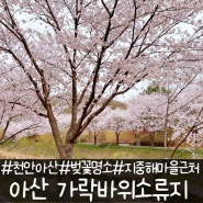 [아산] 지중해마을 벚꽃길 가락바위소류지 벚꽃명소 산책 아이랑 가기 좋은 공원 추천