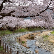 충북 충주 가볼만한곳 수안보 온천 벚꽃길 벚꽃축제