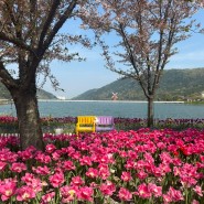 대구 옥연지 송해공원 튤립 화원유원지 겹벚꽃 꽃놀이 실컷