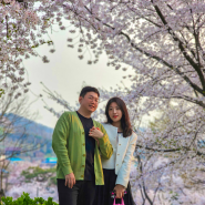 충남 가볼만한 곳 아산 공세리성당 벚꽃여행 드라이브
