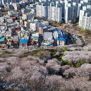 목포 입암산 주차 후 정상에서 벚꽃 구경하고 맛집 갔어요.