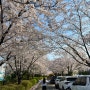 인천 피크닉 하기 좋은 신석체육공원 숨은 벚꽃 명소 주차방법