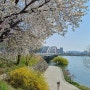 북한강 자전거길의 벚꽃