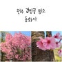 원주 겹벚꽃 문막 동화사 실시간 꽃놀이 꽃나들이 꽃구경