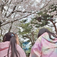 서울랜드 벚꽃놀이