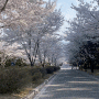 2024,제천 벚꽃 명소 세명대 벚꽃 엔딩