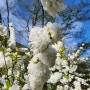 옥매는 순백의 흰색 겹꽃이 볼수록 예쁜 정원수 같습니다