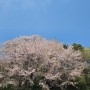 벚꽃놀이 막차 이번주까지 가능합니다! 인천 벚꽃구경하면 자유공원 (4월12일 기준)