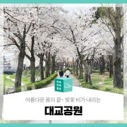 아름다운 봄의 끝~ 벚꽃비가 내리는 '대교공원'