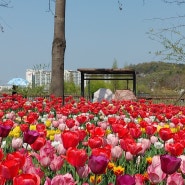 서울식물원 튤립, 이번주가 절정일 듯