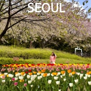 서울 튤립 명소 연희숲속쉼터 벚꽃 주차장 가는 길 홍제천 폭포카페 코스