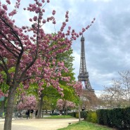 벚꽃과 에펠탑