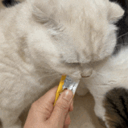 고양이 짜먹는 유산균 츄르 오복누리 누리츄