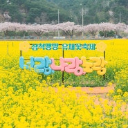 4월 가볼만한곳 삼척 맹방유채꽃 축제 마을 벚꽃 실시간