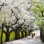 매지리 연세대 미래캠퍼스 벚꽃길 꽃비 🌸