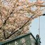 우리의사계절_봄 : 신대방역 벚꽃 / 필름사진