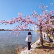 강릉 경포대 벚꽃 놀이🌸 (4.9. 방문후기)