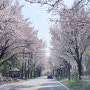 가평 삼회리 벚꽃길