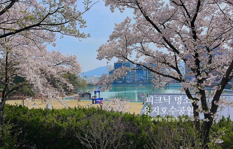 창원 피크닉 명소 용지공원 벚꽃 나들이 산책하기 좋은 곳