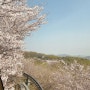 24년 4월 12일 화담숲 벚꽃사진 있어요🌸