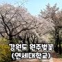 실시간 강원도 원주 벚꽃 개화상태 연세대학교