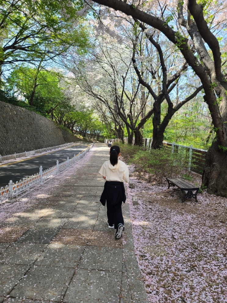 주말나들이 자유공원 벚꽃구경 인천학생문화회관 동인천