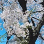 [도쿄생활/일상] 벚꽃시즌! 여기저기 사쿠라만 보이는 시기, 우에노 공원 벚꽃, 매년가는 닛포리 벚꽃, 이케부쿠로 야끼니쿠 맛집 우시코로, 팝마트 선샤인시티 Sesame