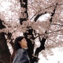 [벚꽃명소] 벚나무가 가장 큰 국립서울현충원 벚꽃 나들이
