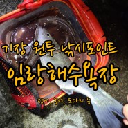 부산 기장 원투 낚시 포인트 "임랑해수욕장" 장어, 농어가 올라오네요!!
