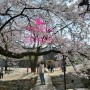 경남거창 벚꽃사진명소 용정원 쌀다리 한국의 美