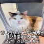 김포 한강신도시 동물병원 한강동물메디컬센터 고양이 건강검진 후기