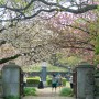 제주 겹벚꽃 감사공묘역 그리고 만나다 공원