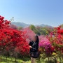 전주 완산칠봉꽃동산 겹벚꽃 개화시기 실시간