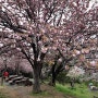 부산 겹벚꽃 명소 민주공원