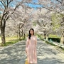 충남 태안 여행 가볼만한곳 가제산 벚꽃 축제 명소 실시간
