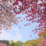 제주여행 : 감사공묘역&만나다공원의 겹벚꽃이 한창...