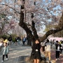 2024년 4월 일상 part 1 :: 봄 사랑 벚꽃이면 그게 행복 아니겠어요?